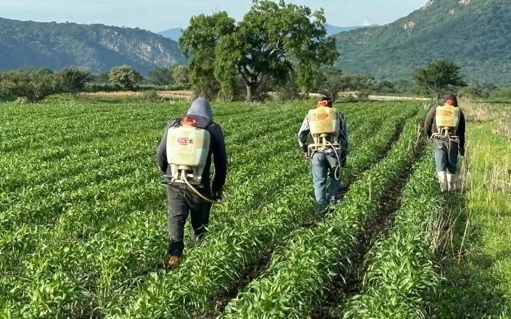 Morelos construye agenda de exportación agrícola con cámaras internacionales y agroexportadores para fortalecer el desarrollo económico y la proyección internacional del campo.