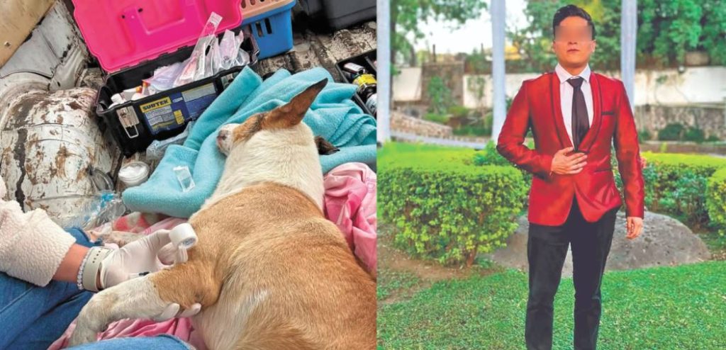 Elevar las penas por maltrato animal hasta 10 años de prisión.