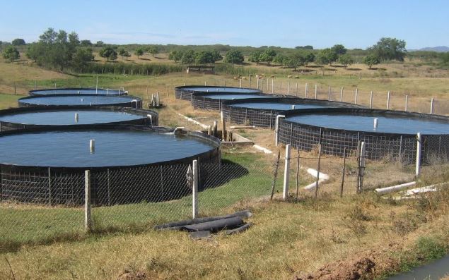 Proponen fortalecer la acuicultura en Morelos