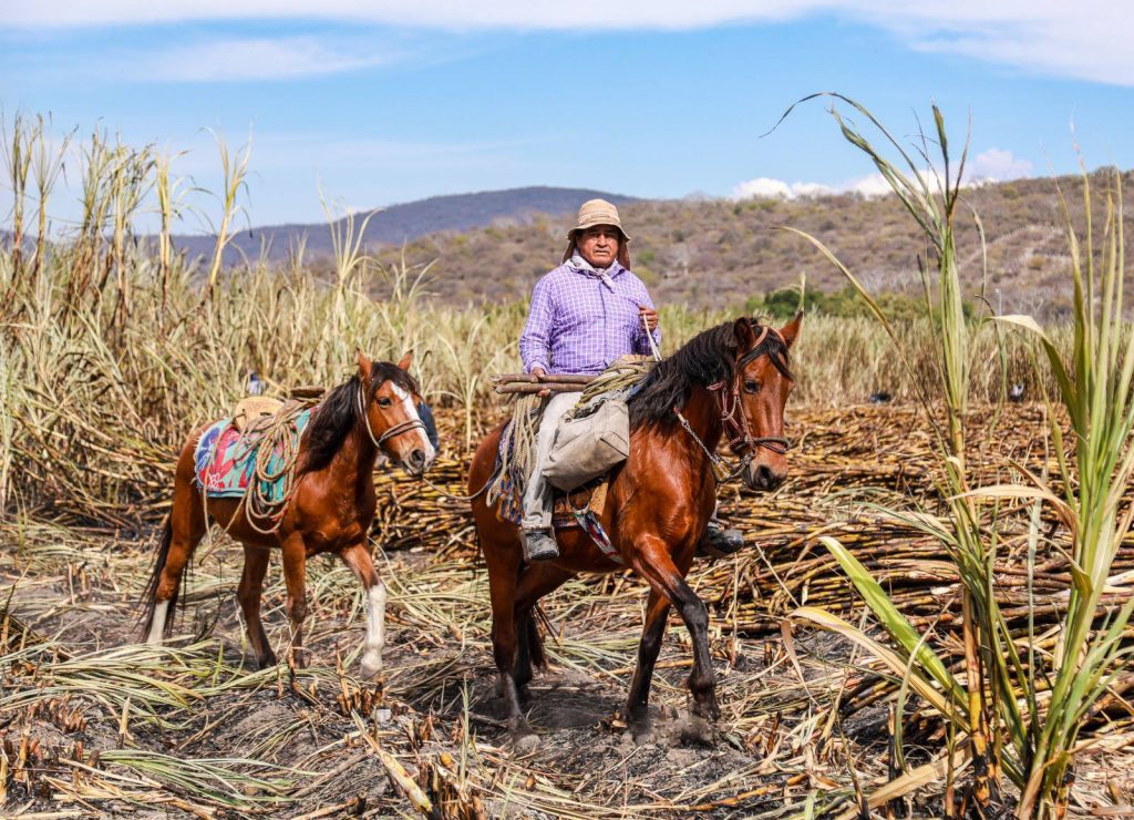 Morelos celebra el día nacional del cañero