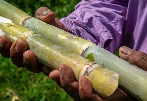 Productores cañeros del oriente denuncian extorsiones