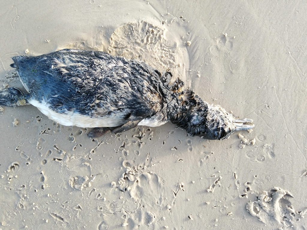 Hallan más de 700 pingüinos muertos en playas de Brasil