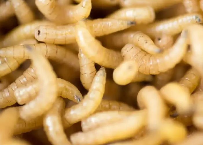 Gusano barrenador en Puebla