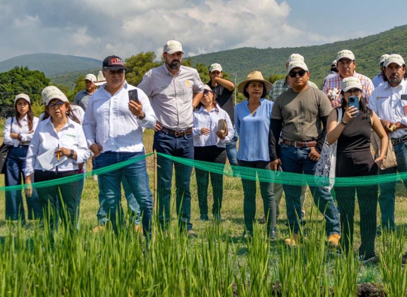 Morelos impulsa el arroz