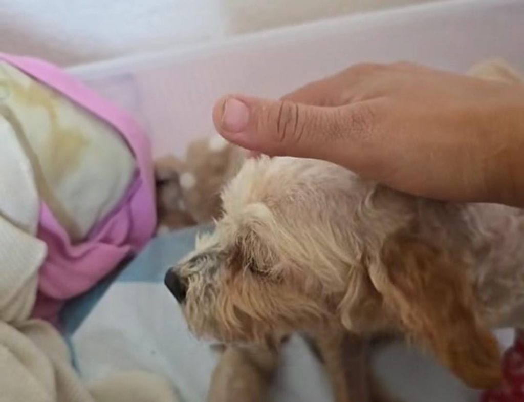 Cereza, la perrita que sobrevivió, lucha por sus cachorros