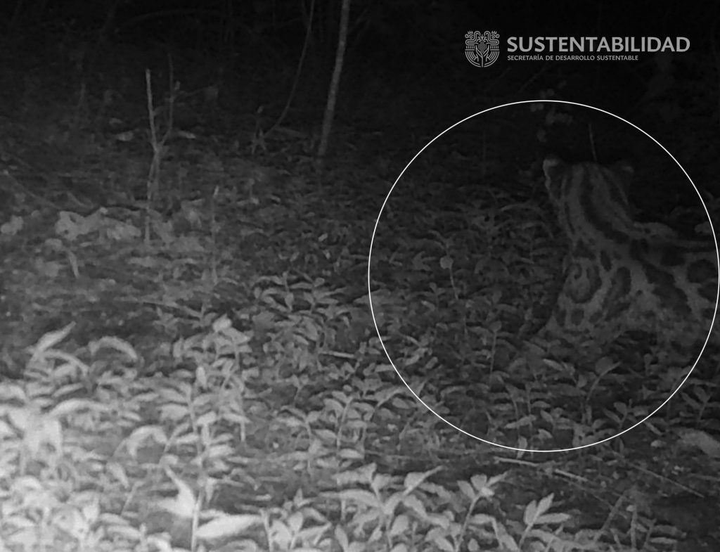 Registran Margay en Sierra Monte Negro
