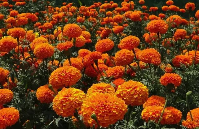 Productores de cempasúchil en Morelos