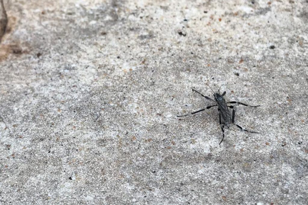 Detectan mosquito invasor en Yucatán