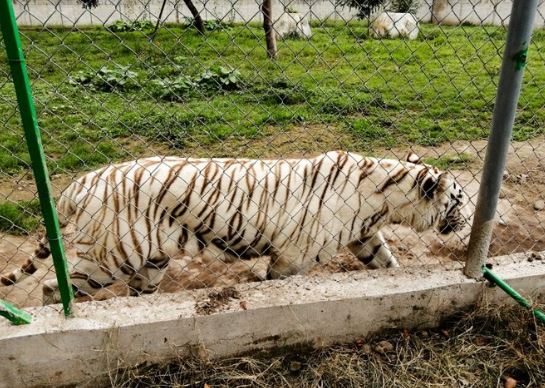 Localizan sin vida a tigre de bengala