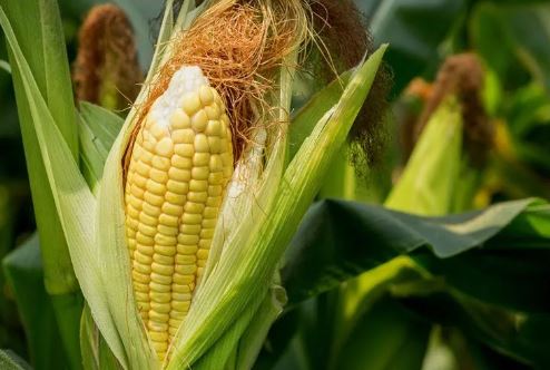 Productores de maíz y sorgo precio justo