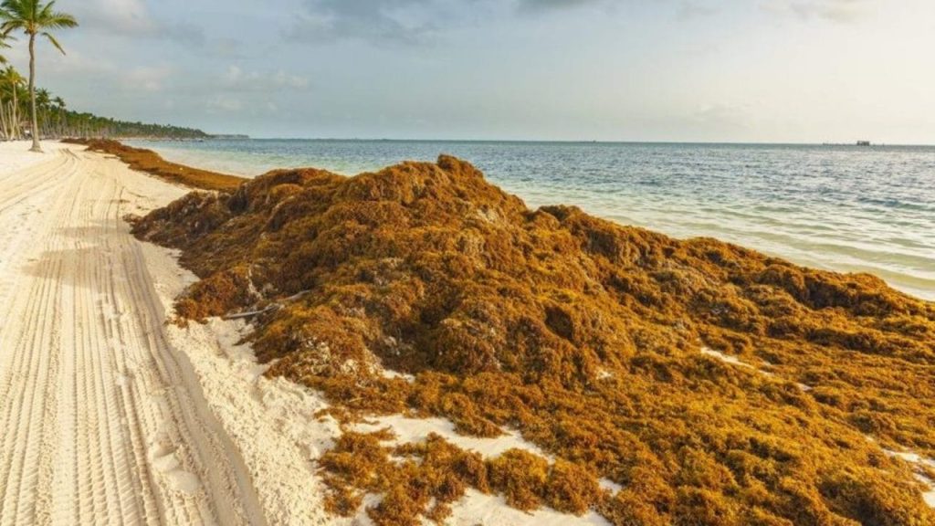 Sargazo en el Caribe