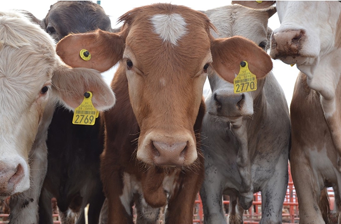 México y Estados Unidos ganado