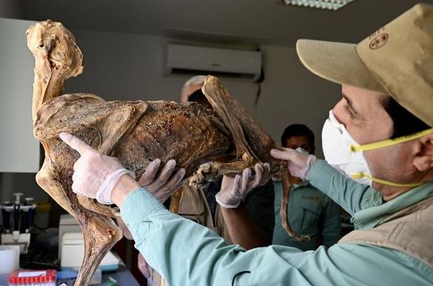 Hallan momias de guepardos