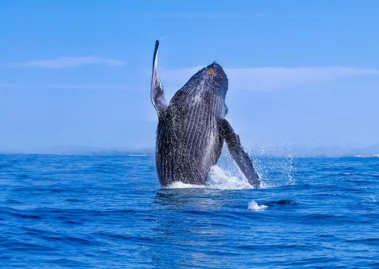 Tratado de Alta Mar protege océanos