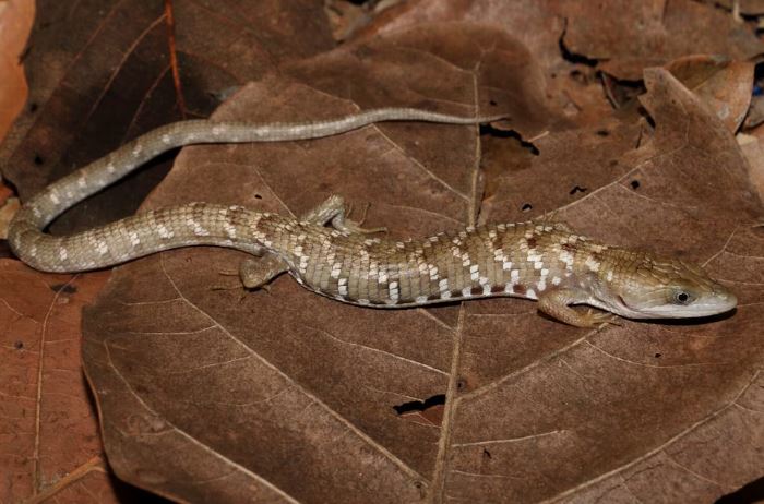 Descubren en México nueva especie